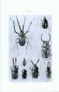 Horned Beetles