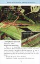 A Pocket Guide: Phasmids of Peninsular Malaysia and Singapore