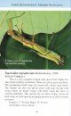 A Pocket Guide: Phasmids of Peninsular Malaysia and Singapore