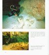 Sipadan Mabul Kapalai: Sabah's Underwater Treasure