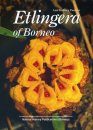 Etlingera of Borneo