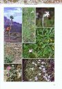 Plants of the Simen