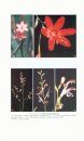 Flore d'Afrique Centrale: Spermatophytes, Iridaceae