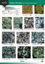 Guide to Common Urban Lichens 1 (on Trees and Wood)