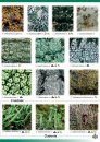 Guide to Common Urban Lichens 1 (on Trees and Wood)