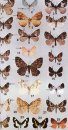 A Field Guide to Moths of Eastern North America