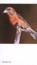 National Geographic Field Guide to Birds: Michigan