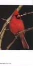 National Geographic Field Guide to Birds: New Jersey