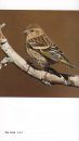 National Geographic Field Guide to Birds: Colorado
