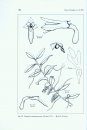 Flora of Ecuador, Volume 76. Orchidaceae, Genera AA - Cyrtidiorchis