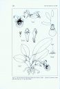 Flora of Ecuador, Volume 76. Orchidaceae, Genera AA - Cyrtidiorchis