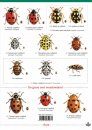 Guide to Ladybirds of the British Isles