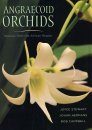 Angraecoid Orchids