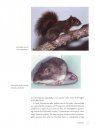 Mammals of South America