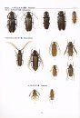 Longhorn Beetles of the Amazon, Volume 1 [Japanese]