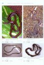 Venomous Snakes of Asia / Giftschlangen Asiens