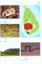 Venomous Snakes of Asia / Giftschlangen Asiens