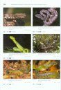 Venomous Snakes of Asia / Giftschlangen Asiens