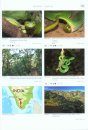 Venomous Snakes of Asia / Giftschlangen Asiens