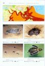 Turtles of the World, Volume 4: East and South Asia / Schildkröten der Welt, Band 4: Ost- und Südasien