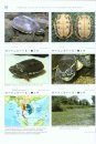 Turtles of the World, Volume 4: East and South Asia / Schildkröten der Welt, Band 4: Ost- und Südasien