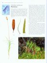 The Encyclopedia of the Swedish Flora and Fauna, Bladmossor, Sköldmossor - Blåmossor [Swedish]