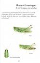 A Pocket Guide to the Grasshoppers, Crickets and Allied Insects of Britain and Ireland