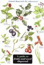 A Guide to Fruits and Seed Dispersal