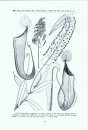 The Nepenthaceae of the Netherlands Indies