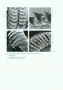 Biology of Opisthobranch Molluscs, Volume 2