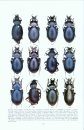 Faune des Carabidae de Turquie 1