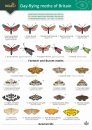 Guide to the Day-Flying Moths of Britain