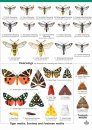 Guide to the Day-Flying Moths of Britain