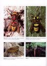 Ecology of Insects