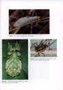 Ecology of Insects