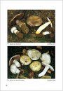 Fungi non Delineati 24: Contribution to the Knowledge of Genus Agaricus