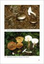 Fungi non Delineati 25: Osservazioni sul Genere Melanoleuca [Observation on the Genus Melanoleuca]