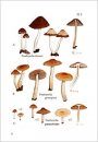 Fungi non Delineati 26: Rare and Interesting Species of Psathyrella