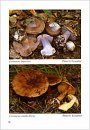 Fungi non Delineati 28: Notes sur Quelques Espèces de Cortinaires et de Psathyrelles Rares ou Nouvelles [Notes on Some Rare and New Species of Cortinarius and Psathyrella]
