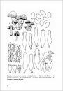 Fungi non Delineati 28: Notes sur Quelques Espèces de Cortinaires et de Psathyrelles Rares ou Nouvelles [Notes on Some Rare and New Species of Cortinarius and Psathyrella]