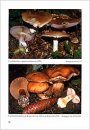 Fungi non Delineati 29: Cortinarius del Subgenero Phlegmacium Raros o Interesantes [Rare or Interesting Cortinarius of the Subgenus Phlegmacium]