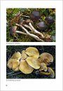 Fungi non Delineati 32: Notes sur Quelques Espèces Arctiques et Alpines [Notes on Certain Arctic and Alpine Species]