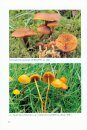 Fungi non Delineati 33: Studies in Galerina - Galerinae Flandriae (2)