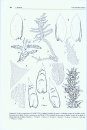 Flora Briofítica Ibérica, Volumen 5