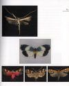 Collections of the RMCA: Butterflies and Moths