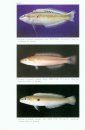 Second Revision of the Labrid Fish Genus Leptojulis, with Descriptions of Two New Species