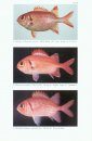 Revision of the Indo-Pacific Holocentrid Fishes of the Genus Myripristis, with Descriptions of Three New Species
