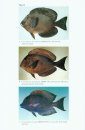 Second Revision of the Surgeonfish Genus Ctenochaetus (Perciformes: Acanthuridae) with Descriptions of Two New Species