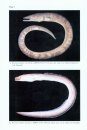 Revision of the Snake-Eel Genus Brachysomophis (Anguilliformes: Ophichthidae) with Descriptions of Two New Species and Comments on the Species of Mystriophis