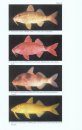 Revision of the Goatfish genus Parupeneus (Perciformes: Mullidae) with Descriptions of Two New Species